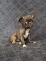 Elvira, a female Chihuahua for sale in Orange, CA – 2 of 6