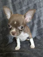 Bella, a female Chihuahua for sale in Orange, CA – 2 of 6