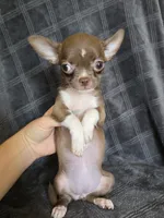 Bella, a female Chihuahua for sale in Orange, CA – 5 of 6