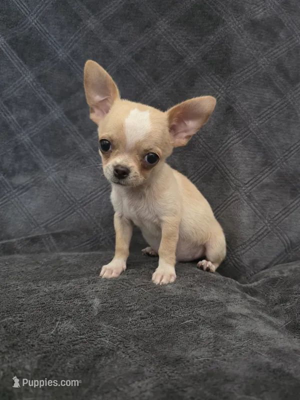 Cilas – Chihuahua puppy for sale in Orange, CA