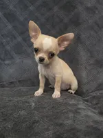 Cilas, a male Chihuahua for sale in Orange, CA – 1 of 6
