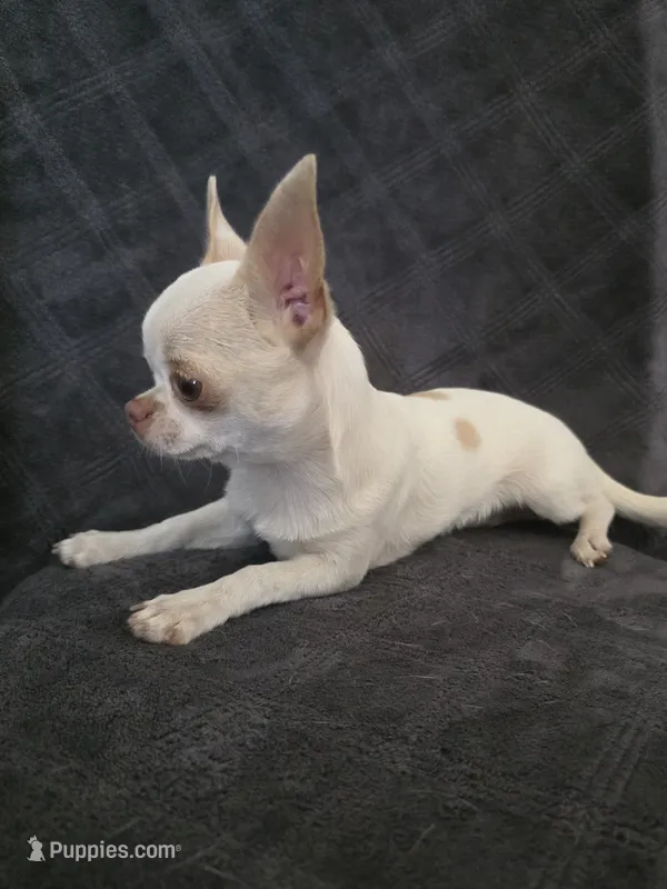 Nami – Chihuahua puppy for sale in Orange, CA