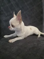 Nami, a female Chihuahua for sale in Orange, CA – 1 of 6