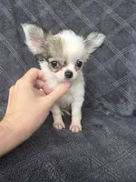 Candi, a female Chihuahua for sale in Orange, CA – 3 of 4