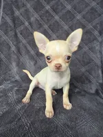 Caleb, a male Chihuahua for sale in Orange, CA – 2 of 5