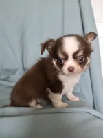 Zoro , a male Chihuahua for sale in Orange, CA – 4 of 5