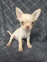 Caleb, a male Chihuahua for sale in Orange, CA – 3 of 5