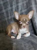 Bella, a female Chihuahua for sale in Orange, CA – 4 of 6