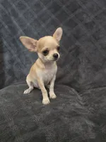 Cedar, a male Chihuahua for sale in Orange, CA – 3 of 5