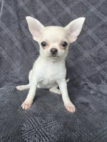 Camille, a female Chihuahua for sale in Orange, CA – 4 of 4