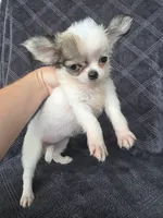 Candi, a female Chihuahua for sale in Orange, CA – 4 of 4