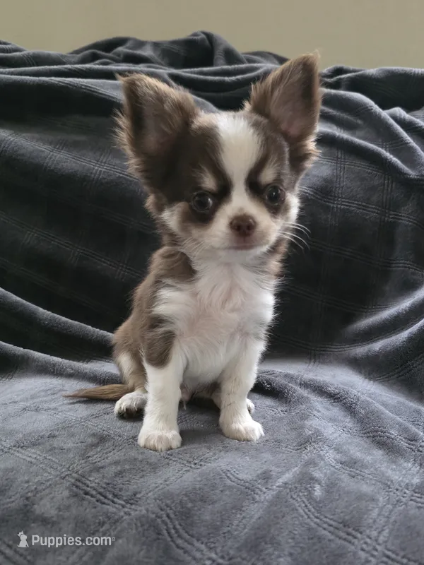 Zoro  – Chihuahua puppy for sale in Orange, CA