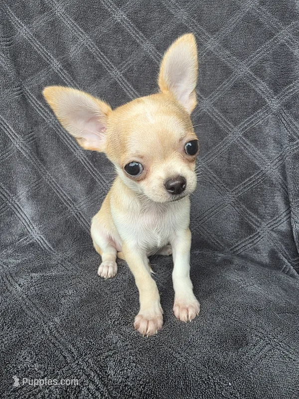 Cedar – Chihuahua puppy for sale in Orange, CA