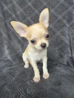 Cedar, a male Chihuahua for sale in Orange, CA – 1 of 5