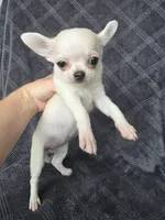Camille, a female Chihuahua for sale in Orange, CA – 2 of 4