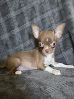 Bella, a female Chihuahua for sale in Orange, CA – 3 of 6