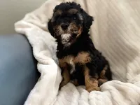 Reef, a male Cavapoo for sale in San Antonio, TX – Photo 4 of 10