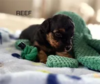 Reef, a male Cavapoo for sale in San Antonio, TX – Photo 9 of 10