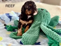 Reef, a male Cavapoo for sale in San Antonio, TX – Photo 6 of 10