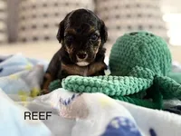 Reef, a male Cavapoo for sale in San Antonio, TX – Photo 8 of 10