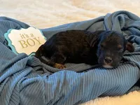 Reef, a male Cavapoo for sale in San Antonio, TX – Photo 10 of 10