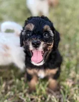 Reef, a male Cavapoo for sale in San Antonio, TX – Photo 1 of 10