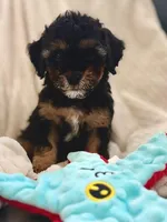 Reef, a male Cavapoo for sale in San Antonio, TX – Photo 2 of 10