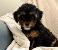 Reef, a male Cavapoo for sale in San Antonio, TX – Photo 3 of 10