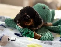 Reef, a male Cavapoo for sale in San Antonio, TX – Photo 7 of 10