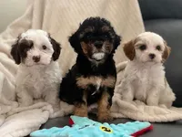 Sunny, a male Cavapoo for sale in San Antonio, TX – Photo 3 of 8
