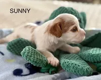 Sunny, a male Cavapoo for sale in San Antonio, TX – Photo 8 of 8