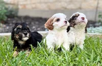Sunny, a male Cavapoo for sale in San Antonio, TX – Photo 4 of 8