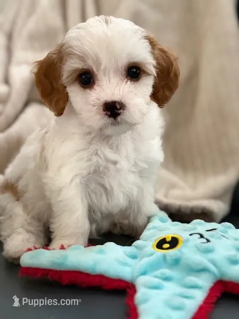 Sunny, a male Cavapoo for sale in San Antonio, TX – Photo 1 of 8