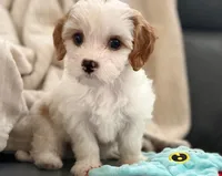 Sunny, a male Cavapoo for sale in San Antonio, TX – Photo 2 of 8