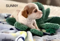 Sunny, a male Cavapoo for sale in San Antonio, TX – Photo 6 of 8