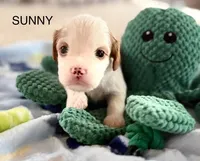 Sunny, a male Cavapoo for sale in San Antonio, TX – Photo 7 of 8