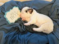 Mango, a male Cavapoo for sale in San Antonio, TX – Photo 10 of 10