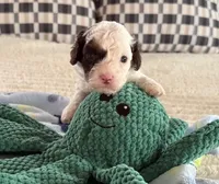 Mango, a male Cavapoo for sale in San Antonio, TX – Photo 7 of 10