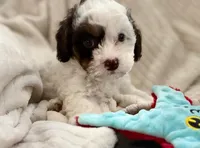 Mango, a male Cavapoo for sale in San Antonio, TX – Photo 2 of 10