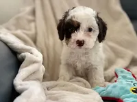 Mango, a male Cavapoo for sale in San Antonio, TX – Photo 4 of 10