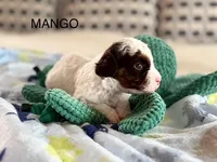 Mango, a male Cavapoo for sale in San Antonio, TX – Photo 8 of 10