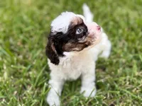 Mango, a male Cavapoo for sale in San Antonio, TX – Photo 1 of 10