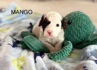 Mango, a male Cavapoo for sale in San Antonio, TX – Photo 6 of 10