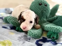 Mango, a male Cavapoo for sale in San Antonio, TX – Photo 9 of 10