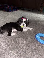 Ariel, a female Shih Tzu for sale in Harrison Township, MI – 2 of 4