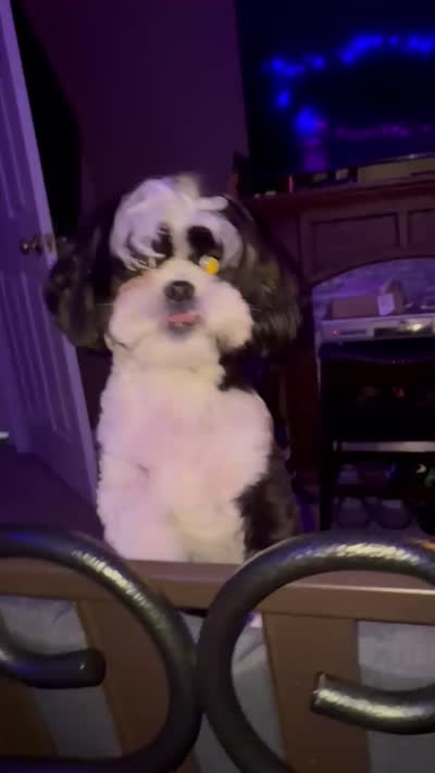 Ariel, a female Shih Tzu for sale in Harrison Township, MI – 4 of 4