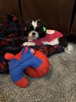 Ariel, a female Shih Tzu for sale in Harrison Township, MI – 3 of 4