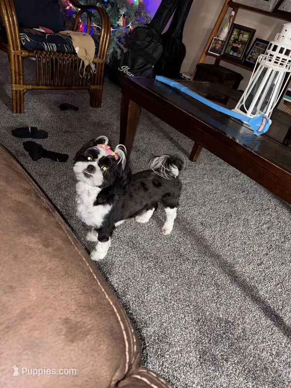 Ariel – Shih Tzu puppy for sale in Harrison Township, MI
