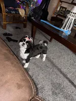 Ariel, a female Shih Tzu for sale in Harrison Township, MI – 1 of 4