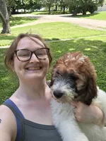 Codename: Booger, a male Great Pyrenees and Poodle - Standard  for sale in Nicholasville, KY – 2 of 8